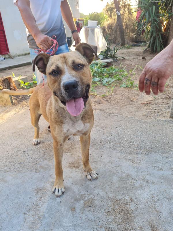 Rocky Cucciolo Simil Molosso 