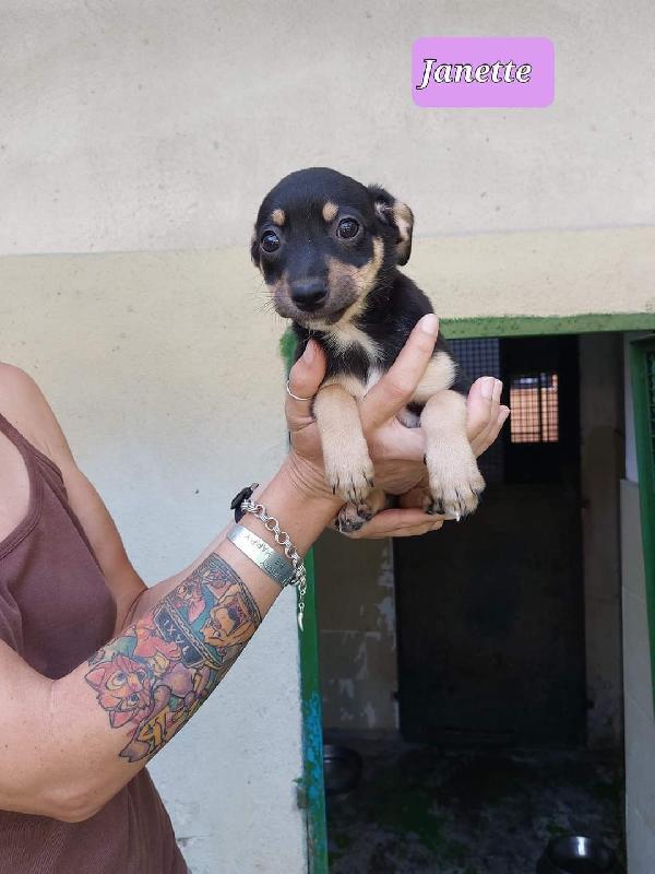 Taglia Piccola In Adozione 