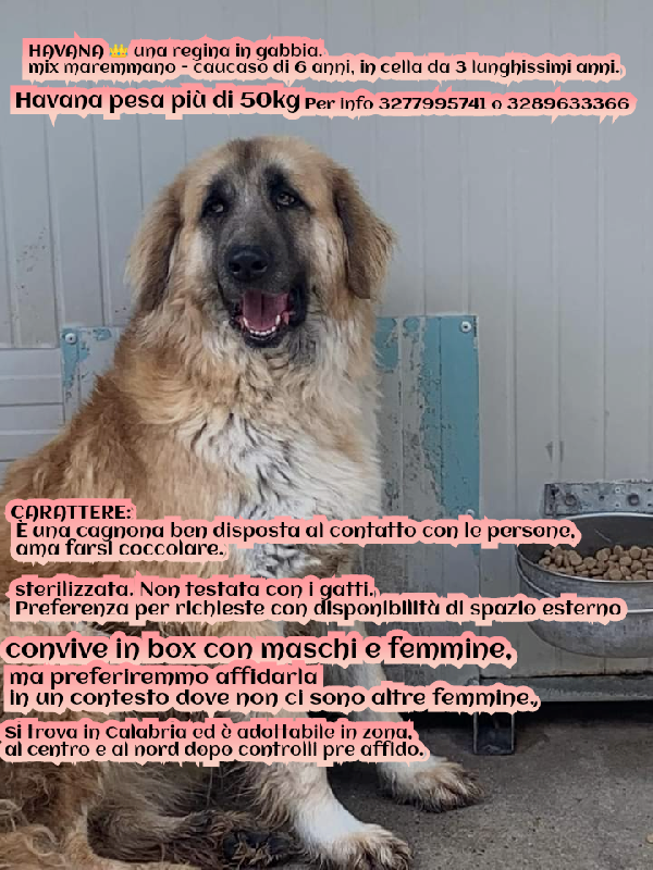 Havana, Mix Maremmano E Caucaso! (6Anni)