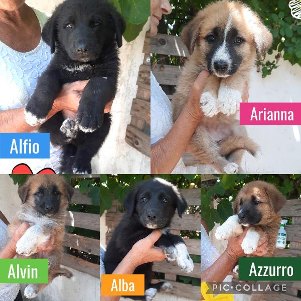 5 Cuccioli Di 3 Mesi, Mix Pastore Tedesco 