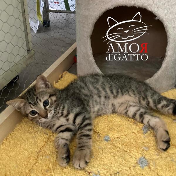 adotta Delfo Foto 4