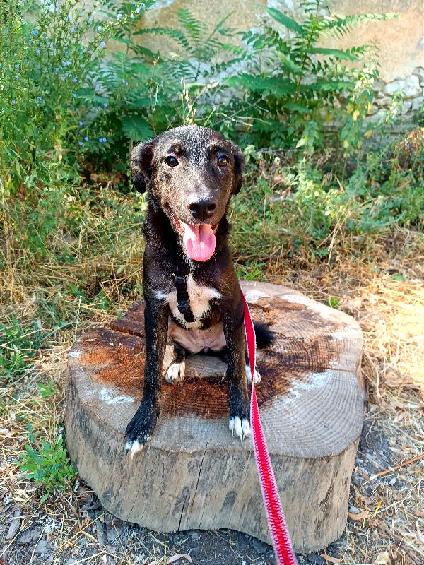 Maggie, 5 Mesi, Cerca Casa Urgentemente 