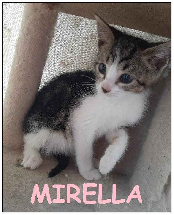 Mirella Micina 2 Mesi Intrappolata Nel Motore Di Un'auto...ora Cerca Una Mammina Umana!