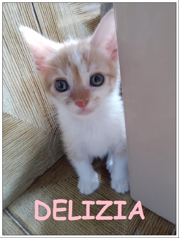 Delizia, Micina 2 Mesi Stupenda, Aspetta Una Mamma Che Se Ne Prenda Cura