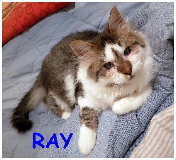 Ray Tenero Micetto Ipovedente Di 8 Mesi, E' Stato Buttato Dentro Il Canile Ed Ha Rischiato La Vita, Ora Cerca Una Mamma Umana Che Si Prenda Cura Di Lui!