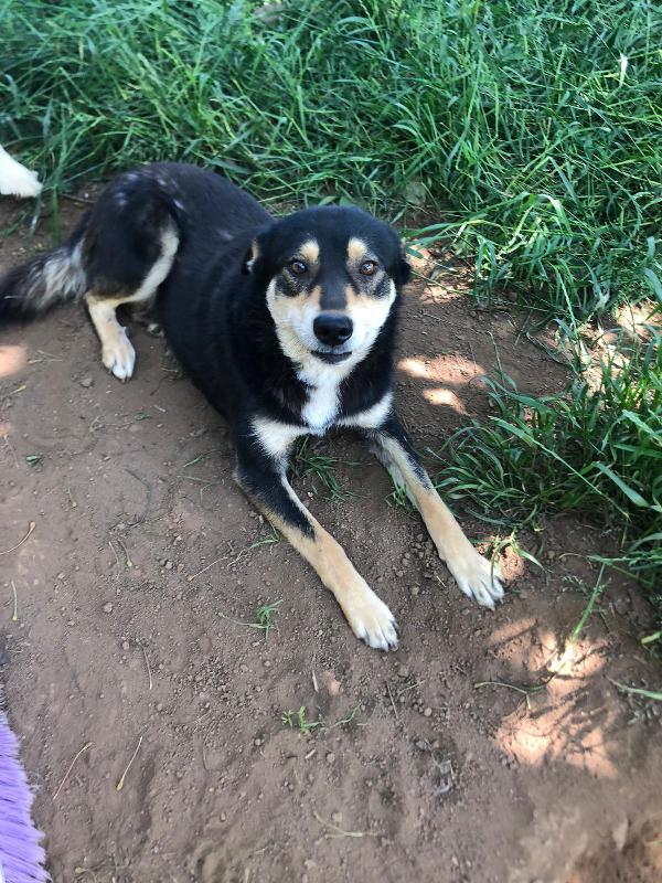 Lillo Giovane Simil Pastore 