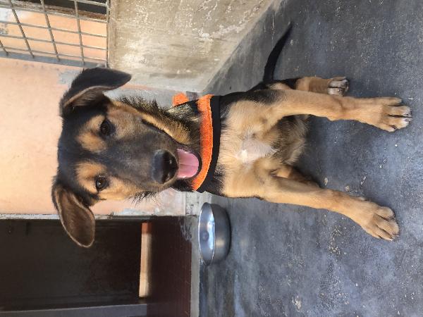 Cucciola Di 4 Mesi, Dolce E Coccolona!