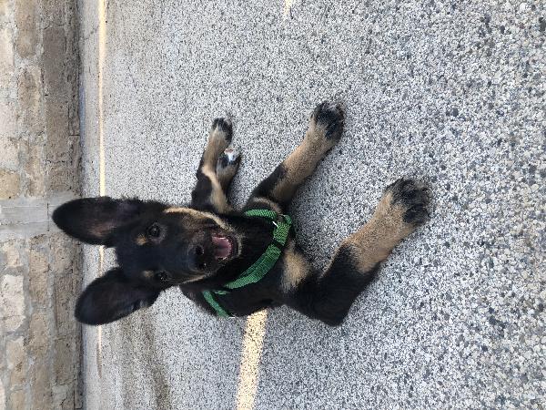 Crostino, Cucciolo Simil Pastore 