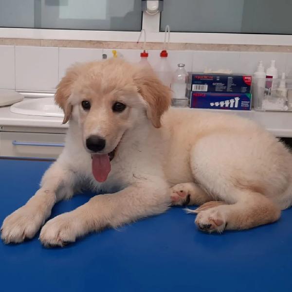 Fiona, Dolcissima Cucciola Piena Di Vita E Amore