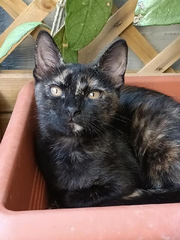 Andy, Alice E Ariel - 3 Meraviglie Pronti A Partire!