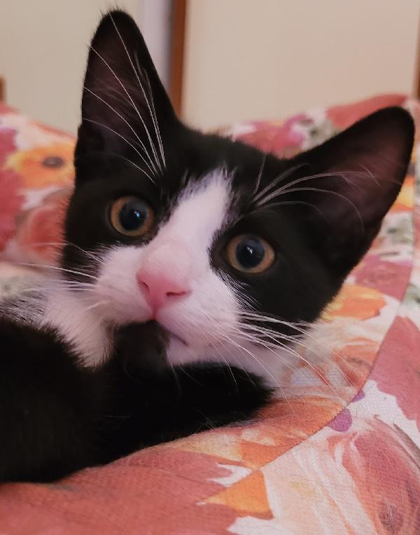 Lucio 2 Mesi E Mezzo