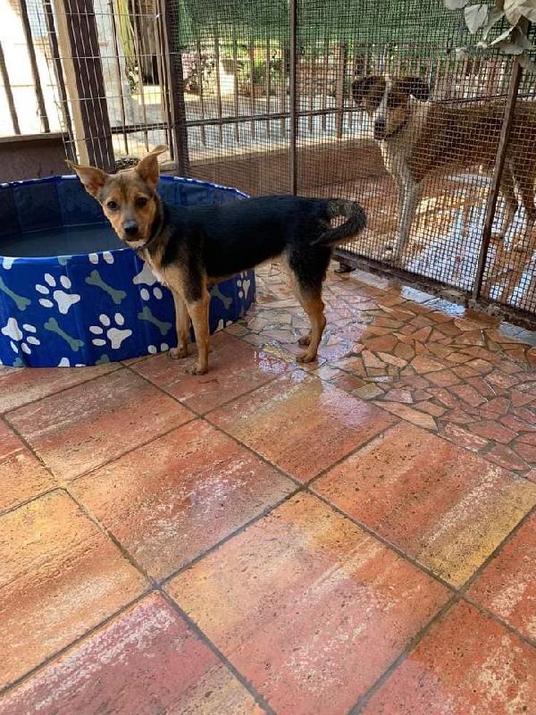 Shila Taglia Piccola