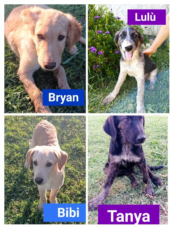 Cuccioli Simil Pastore Taglia Media/Medio Grande 