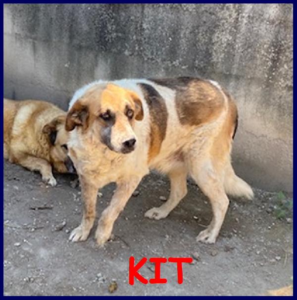 Kit, Nonnetto Di 15 Anni, Da Troppo Tempo In Canile, Cercca Una Famiglia Dove Passaare Gli Ultimi Anni
