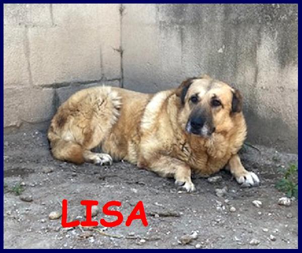 Lisa, 7 Anni Tutti Vissuti In Canile Senza Mai Uscire...cerca Una Famiglia Tutta Sua!