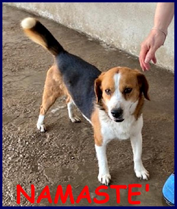 Namaste' Delizioso Simil Beagle 2 Anni Aspetta Solo Che Qualcuno Lo Voglia Come Amico A Quattro Zampe!