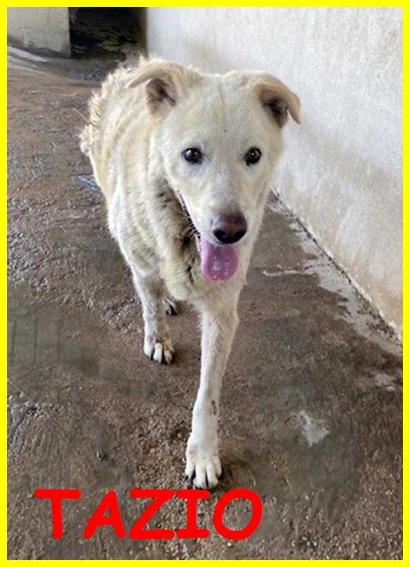 Adozione D'amore Urgente Per Tazio, Simil Maremmano Anziano E Malato, Deve Uscire Subito Dalla Gabbia!!