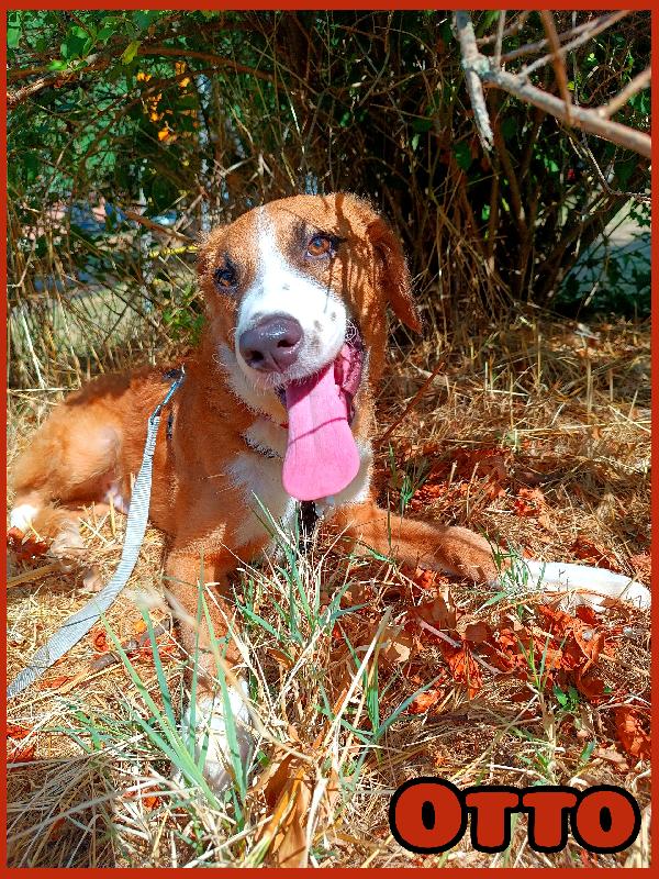 Otto, Cucciolo 5 Mesi Tg Media In Toscana 