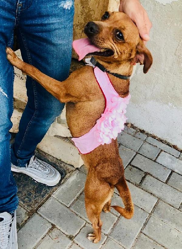 Milla Simil Pinscher Taglia Piccola 