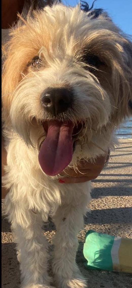 Cucciolo Taylor Cerca Casa 