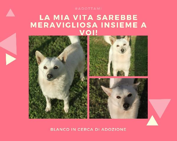 Blanco Meticcio Piccola Taglia In Adozione