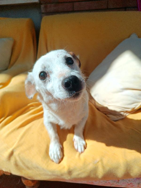 Trilly, Jack Russel Anziana Cerca Casa 