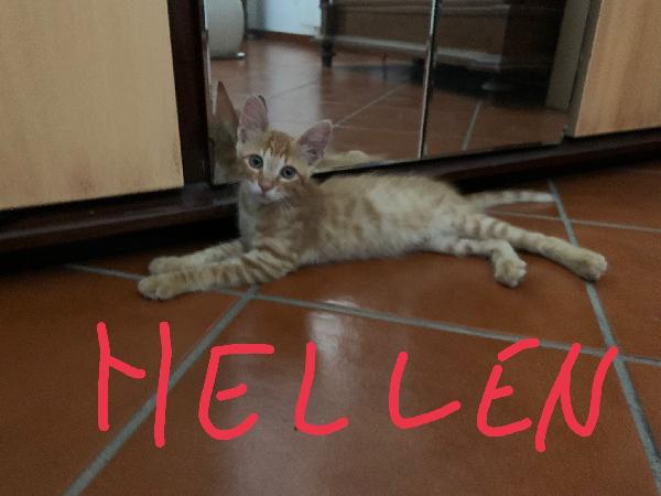 Hellen, Gattina Rossa! Stallo Finito!