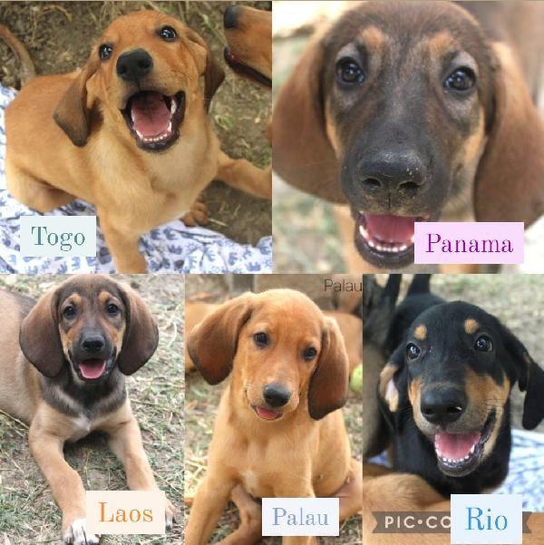 Cuccioli Simil Segugio 