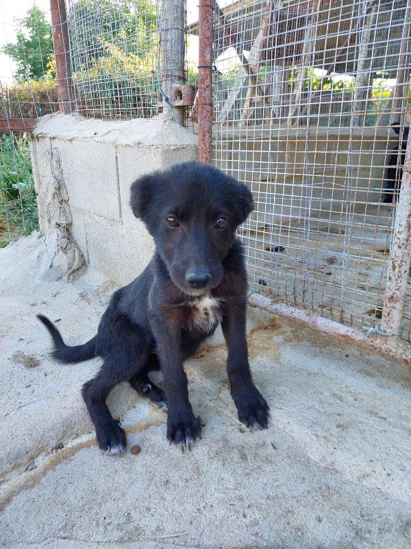 Diana Cucciola Nera Taglia Media 