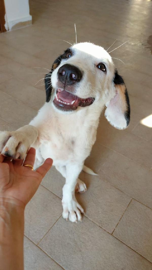 Ponino Cerca Adozione 