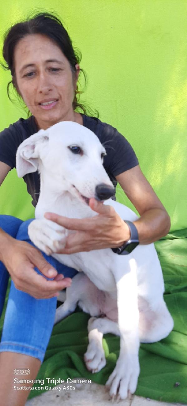 Tokyo Reclusa In Canile 