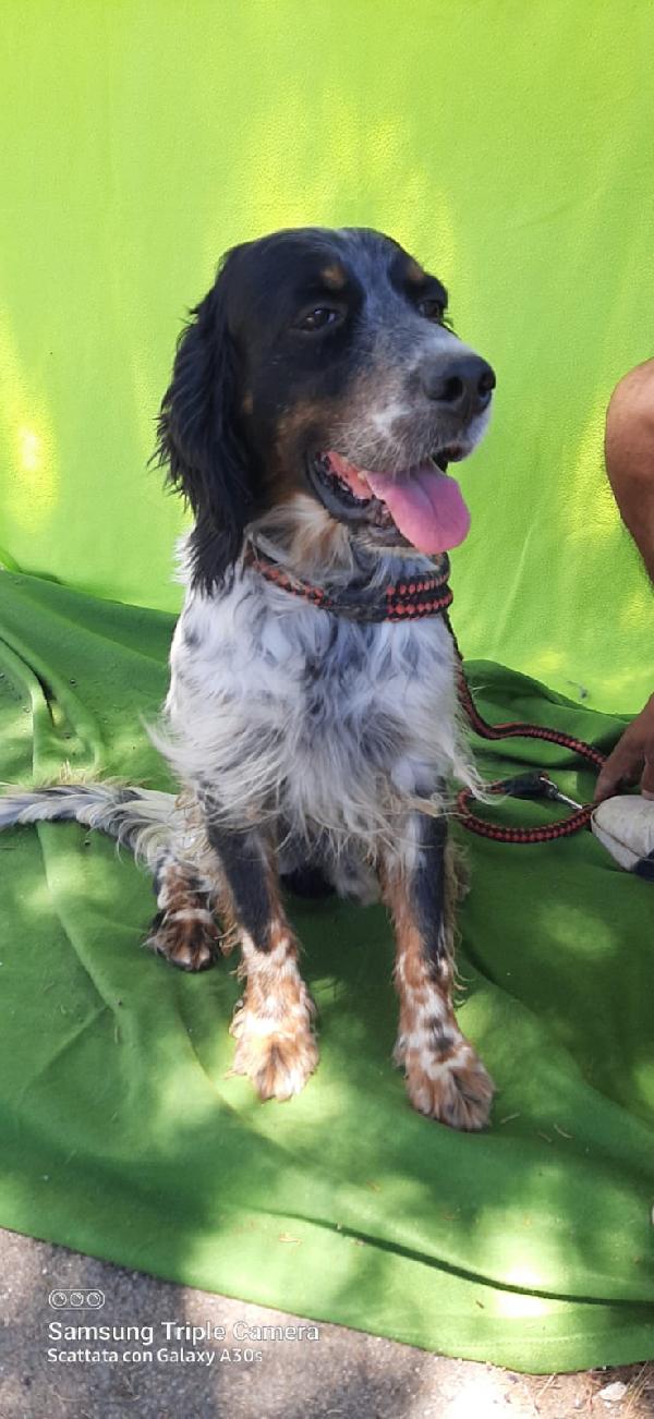 Principe In Adozione 