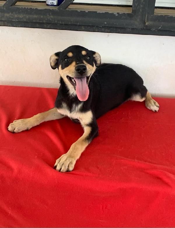 Kat Cucciola Di 4 Mesi Cerca Casa 