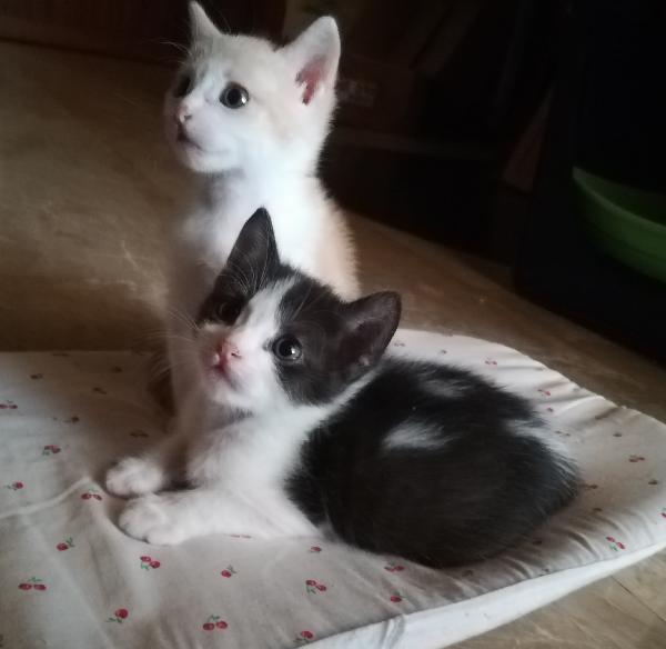 Adottati -  Due Gattini Maschi - Provincia Brescia
