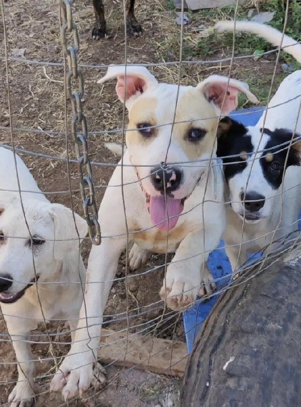 Otto, Dolce Cucciolo Mix Amstaff Di 6 Mesi