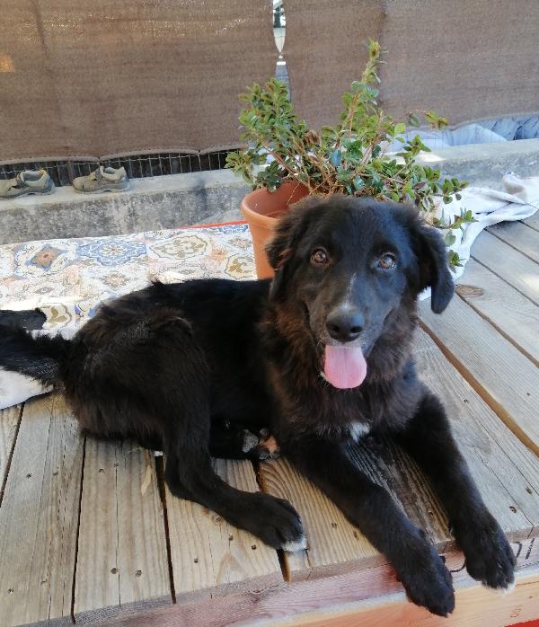 Cometa Cerca Adozione ❤️