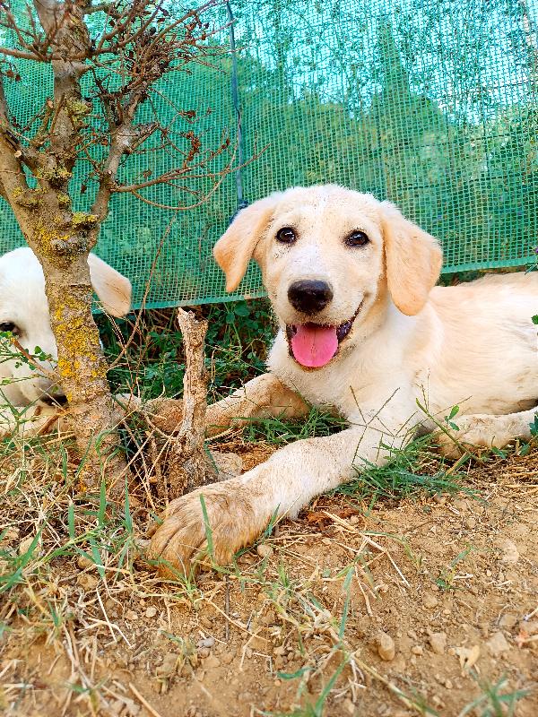 Pepe, Cucciolo Simil Labrador In Toscana 