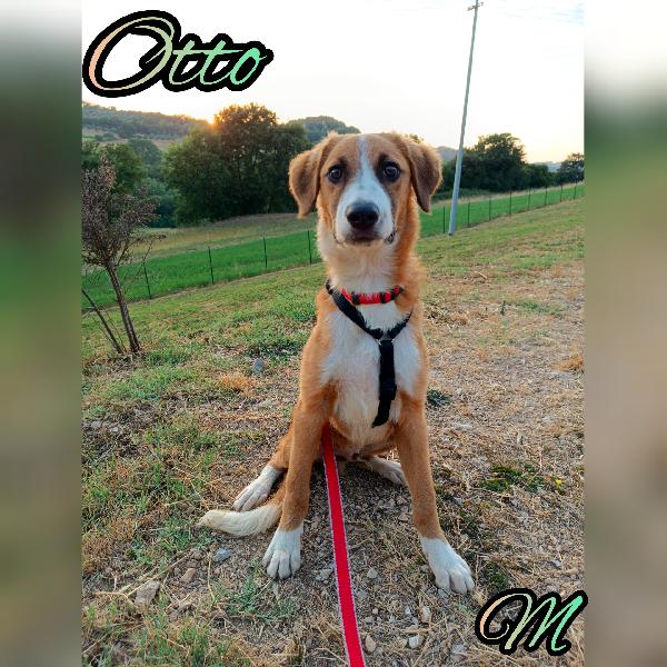 Otto, A Settembre Finisce In Canile! 