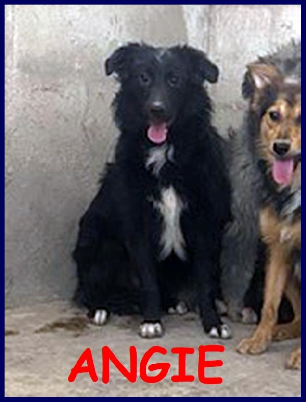 Angie, Cucciolona Simil Border Collie 10 Mesi, Sogna Una Mamma Umana Che La Cresca Con Amore!