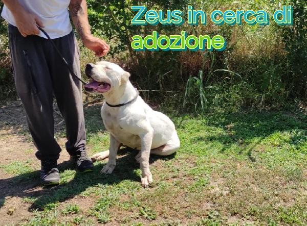 Zeus Dogo Argentino In Adozione