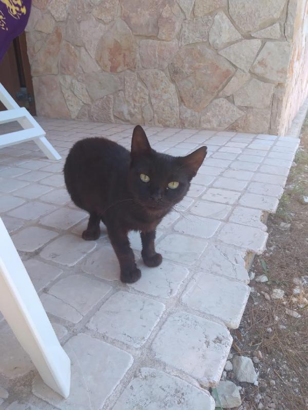 Micia Amore Rischio Avvelenamento 