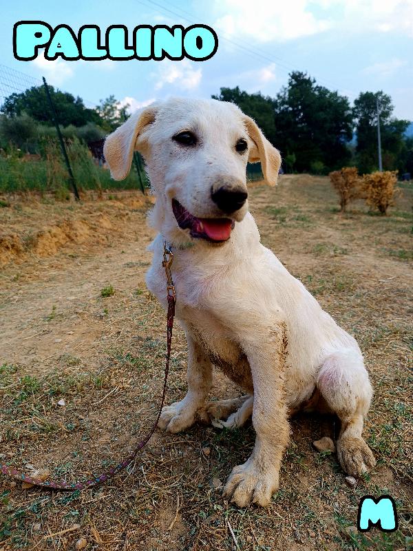 Pallino, Simil Labradorino Di 4 Mesi Dolcissimo
