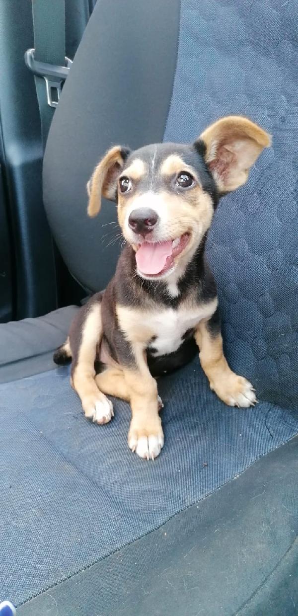 Isotta Cucciola Taglia Media 