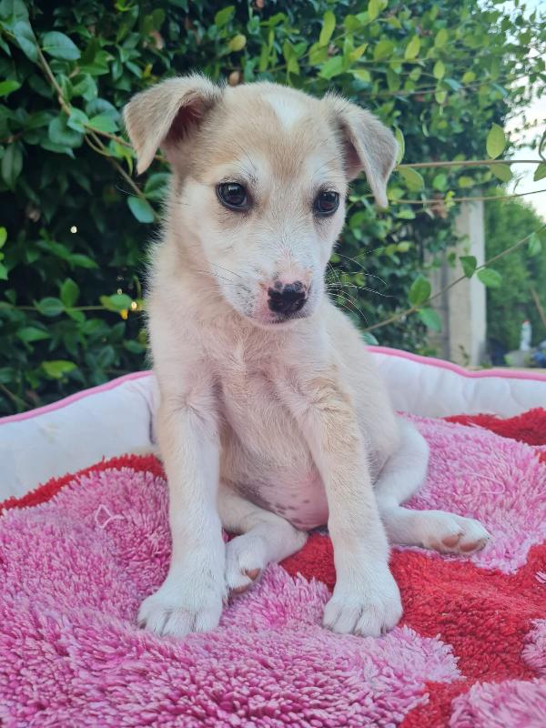 Lucy Cucciola Taglia Media 