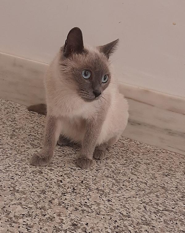 Sofi, Gatta Piena Di Vita E Amore