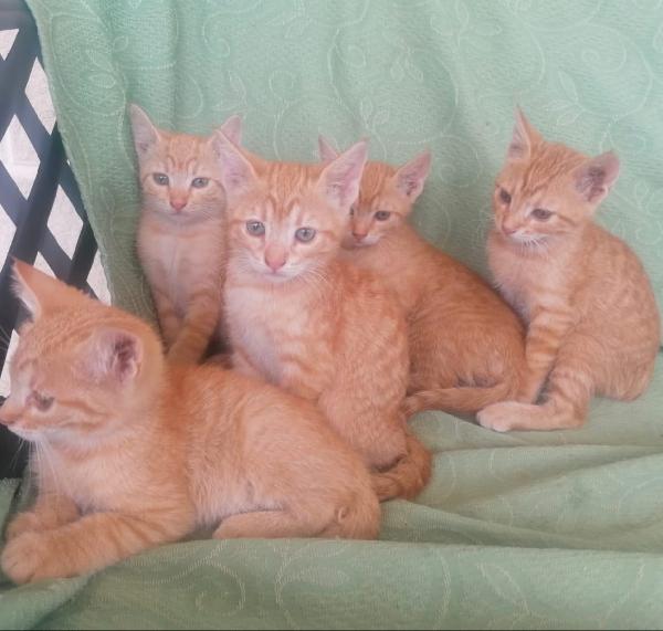 Gattine Piene Di Vita E Amore