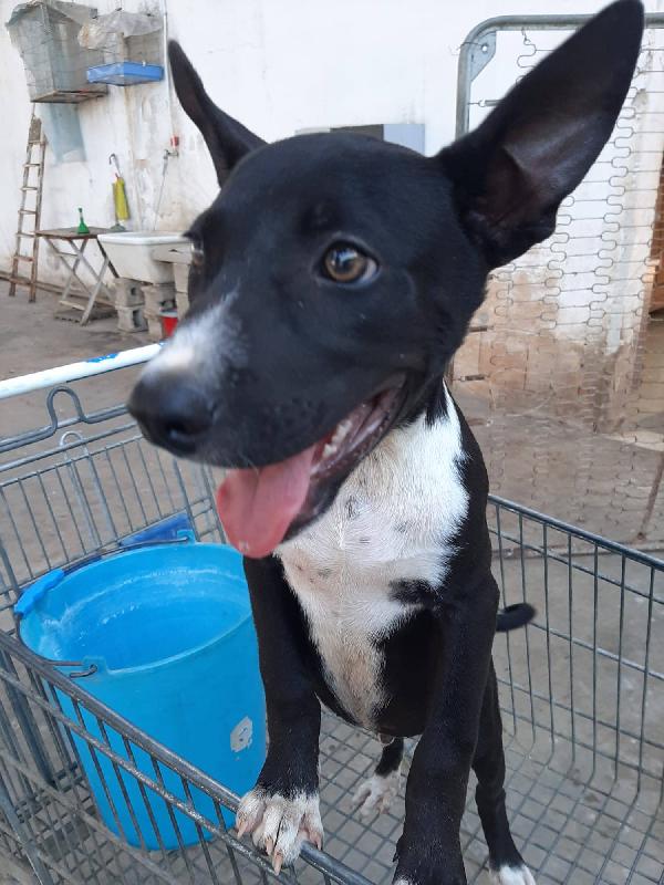 Oliver, Cucciolo Dolcissimo E Pieno Di Vita