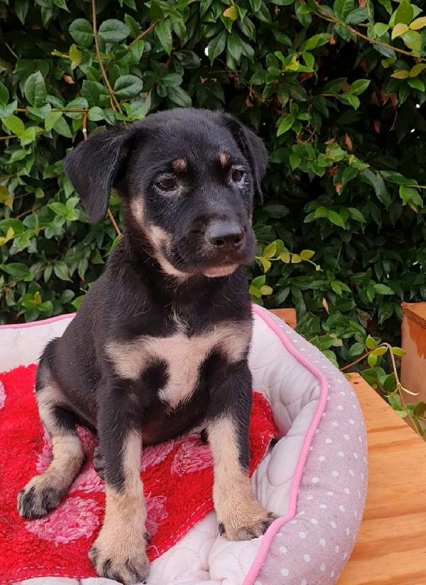 Gioia Cucciola Simil Rottweiler 