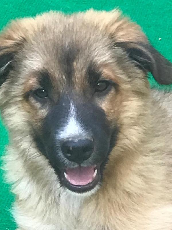 Bobo Cucciolo Taglia Media 