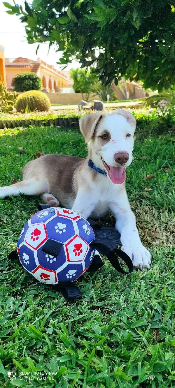 Athos, Cucciolo Dagli Occhi Verdi 